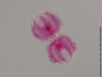 S041a 100x.jpg